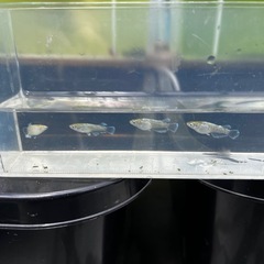 メダカ　エメキン亜種　2ペア　合計4匹　③の画像