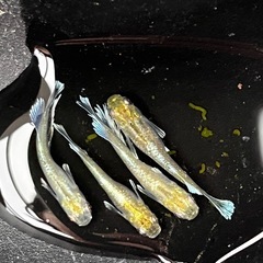 メダカ　エメキン亜種　2ペア　合計4匹　③の画像