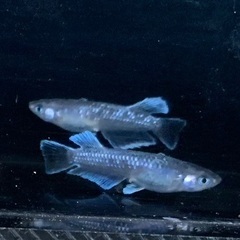 【売約済み】25-2 メダカ　幻想 1ペア (画像個体現物)の画像