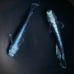 【売約済み】25-2 メダカ　幻想 1ペア (画像個体現物)の画像