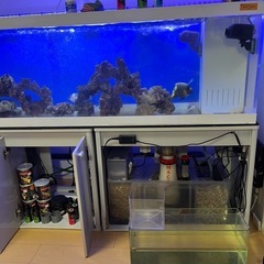 お魚飼育セット 魚 大きい アクリル水槽 ショップの画像