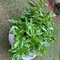 バジル　今収穫しました。