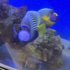 タテジマキンチャクダイ　水槽飼育　タテキン 海水魚 元気 の画像