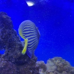 タテジマキンチャクダイ　水槽飼育　タテキン 海水魚 元気 の画像