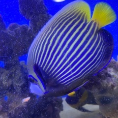 タテジマキンチャクダイ　水槽飼育　タテキン 海水魚 元気 の画像