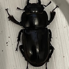 香川県産本土ヒラタクワガタの画像