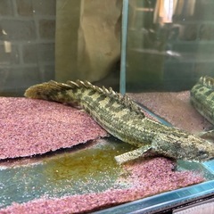 ポリプテルスラプラディの画像
