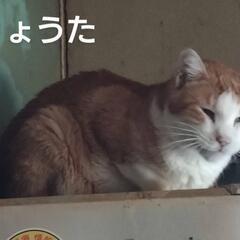 7/9 レッドマッカレルタビー　マスクアンドマントル　去勢…