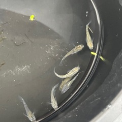 少しラメ入りメダカ成魚8匹の画像