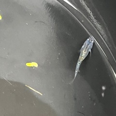 少しラメ入りメダカ成魚8匹の画像