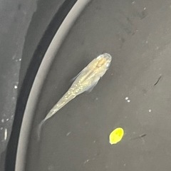 少しラメ入りメダカ成魚8匹の画像