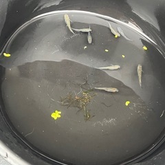 少しラメ入りメダカ成魚8匹の画像