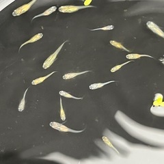 メダカＭＩＸ幼魚100匹の画像