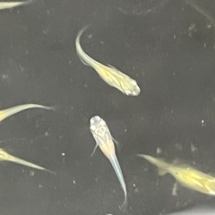 メダカＭＩＸ幼魚100匹の画像