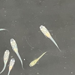 メダカＭＩＸ幼魚100匹の画像