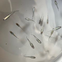 メデューサブラック若魚5匹の画像