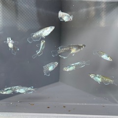 メデューサブラック若魚5匹の画像