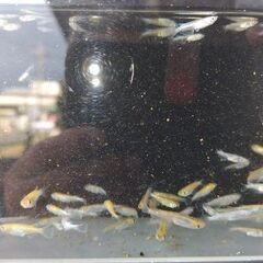 メダカ　【花魁】　写真の個体全部の画像