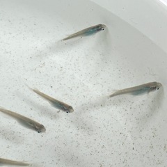 深海メダカ
の画像