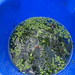 ☆ 水草 貝 ☆の画像