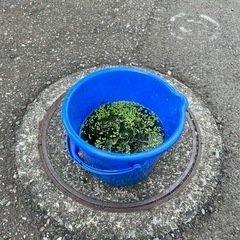 ☆ 水草 貝 ☆の画像