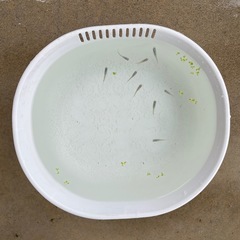 深海メダカ
の画像