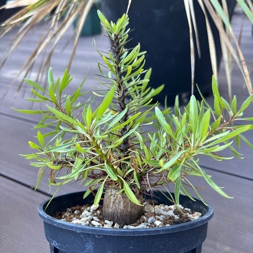 フォークエリア　プルプシー