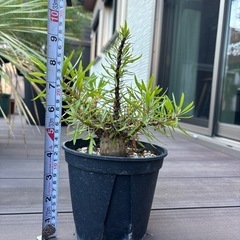 フォークエリア　プルプシー
の画像