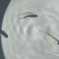透明鱗メダカ成魚5匹の画像