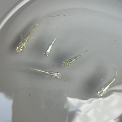 透明鱗メダカ成魚5匹の画像