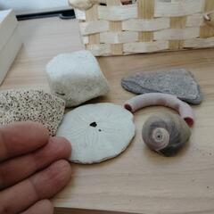 海の天然石　等軽石　その他　珍しいコレクション　の画像