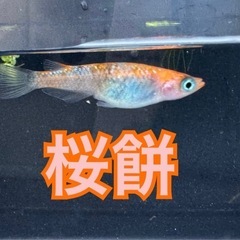 メダカ【1匹50円〜】限定特価『りゅうメダカ』次回未定の画像