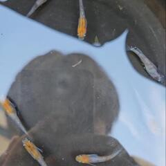 夜桜三色ラメ若魚の画像