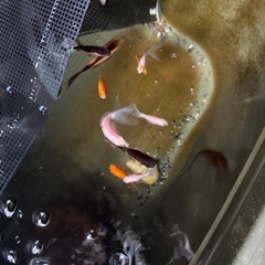 金魚無選別の画像