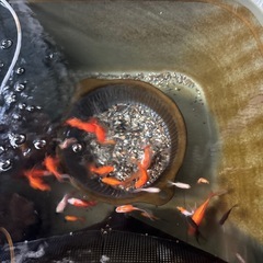 金魚無選別の画像