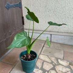 クワズイモ　観葉植物の画像