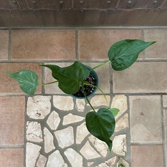 クワズイモ　観葉植物の画像