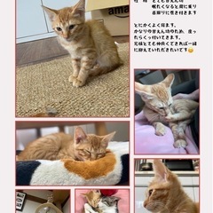 3匹里親募集です！
