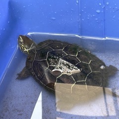 クサガメ（決まりました）