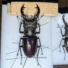北海道産　ミヤマクワガタ　標本の画像