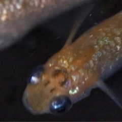 めだか/宮桜メダカの幼魚の画像