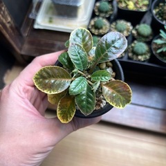 ドレステニアフォエチダ子株①の画像