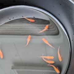 今年生まれの紅帝メダカ若魚（写真が現物です）　10匹で　ホテイソウ付きの画像