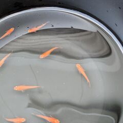 今年生まれの紅帝メダカ若魚（写真が現物です）　10匹で　ホテイソウ付きの画像