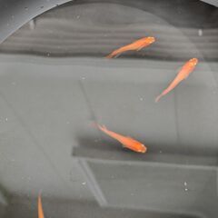 今年生まれの紅帝メダカ若魚（写真が現物です）　10匹で　ホテイソウ付きの画像
