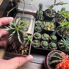 ユーフォルビア紅彩閣③の画像