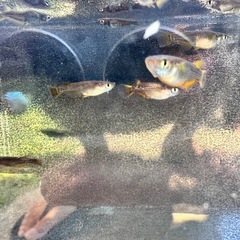 「お盆限定」黒天幻龍メダカ選別漏れの画像