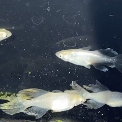 無くなり次第終了！バタフライ　メダカ/ヒレ長メダカ　５匹の画像