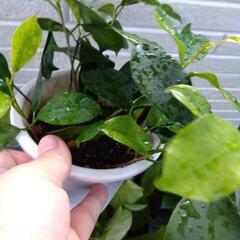 ガジュマル 挿し木 観葉植物の画像