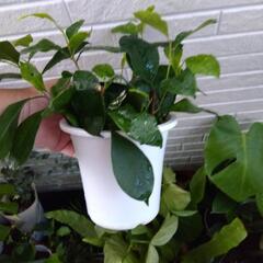 ガジュマル 挿し木 観葉植物の画像